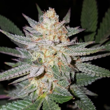 Насіння коноплі Auto Girl Scout Cookies Feminised Silver - 500 шт